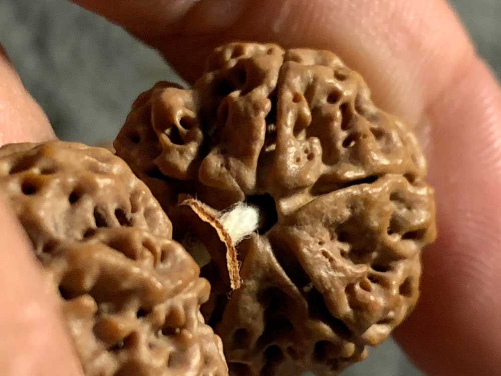 尼泊尔五瓣粗筋满肉梅花双龙一条毕业的串